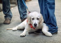 Un chiot dans la ville