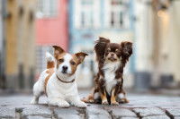 Deux petits chiens assis dans une ville