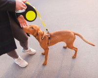 Un chien inquiet lors d'une promenade en laisse