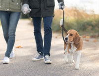 Un jeune chien lors d'une promenade en laisse