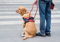 Un chien assis devant un passage piéton avec son maître