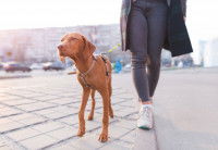 Une femme promène son chien en ville