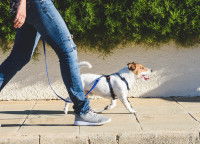Un homme et son chien en promenade