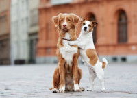 Deux chiens ensemble dans la ville