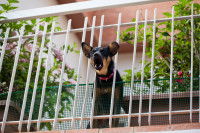 Un petit chien aboie sur son balcon