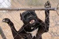 Un chien agressif posant ses pattes avant sur un grillage