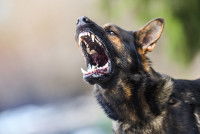 Un Berger Allemand en train d'aboyer et ayant un air agressif