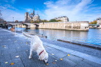 Un Labrador se promenant au bord de la seine, à Paris