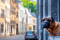 Un chien passant la tête par la fenêtre dans une rue de Namur, en Belgique