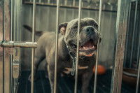 Un Pitbull Américain enfermé dans une cage en acier