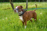 Un chien Pitbull marron portant une muselière en métal