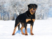 Un Rottweiler dans un champ enneigé