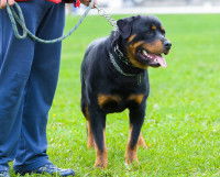 Un Rottweiler tenu en laisse par son propriétaire