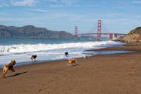 Des chiens courant sur la plage de Baker Beach à San Francisco, avec le Golden Gate Bridge en arrière-plan