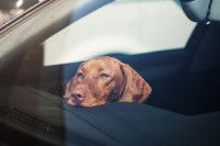 Un chien se sent mal dans une voiture