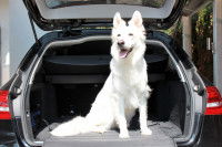 Un chien blanc assis dans le coffre de la voiture