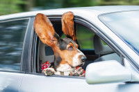 Un chien Basset à la fenêtre d'une voiture en marche