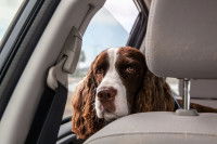 Un chien se sent mal dans une voiture