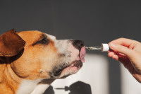 Une femme donne du CBD à son chien