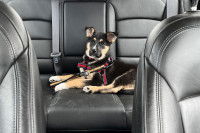 Un petit chien allongé sur le siège arrière d'une voiture