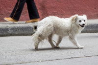Un chien perdu marche dans la rue