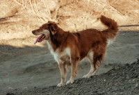 Un chien perdu marche sur de la terre