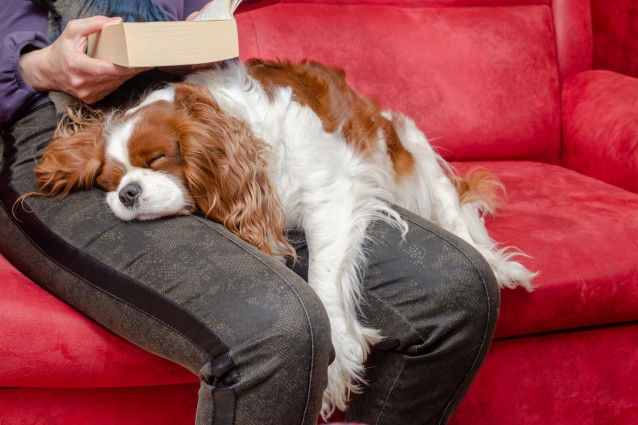 Le Cavalier King Charles Spaniel