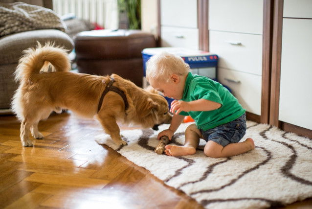 Les risques des interactions entre un chien et un enfant