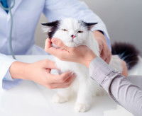 Le risque de maladies pour les seniors