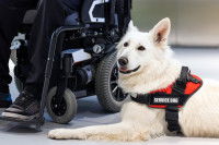 Un chien d'assistance couché à côté de son maître en fauteuil roulant