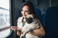 Un Carlin dans les bras de sa propriétaire assise dans un train