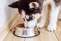 Un chiot qui mange des croquettes