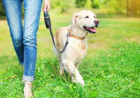 Un Golden Retriver en train de marcher dans l'herbe en étant tenu en laisse par sa maîtresse