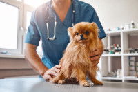 Un chien assis sur la table d'examen d'un vétérinaire et maintenu par ce dernier