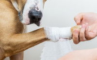 Un chien qui se fait panser sa patte avec un bandage