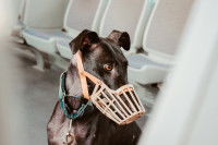 Un chien noir qui porte une muselière