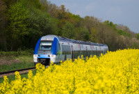 Un TER en marche derrière un champ de fleurs jaunes