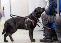 Un chien d'assistance dans un train avec son maître