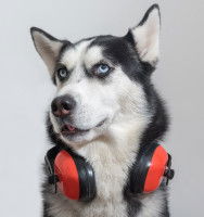 Un Husky portant autour du cou un casque anti-bruit rouge