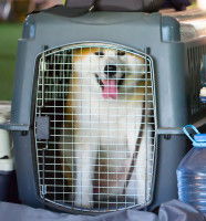 Un chien installé dans une cage de transport et en train d'haleter