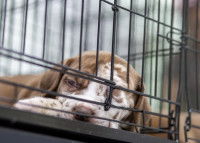 Un chien apparemment malade allongé dans une cage de transport