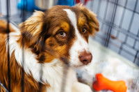 Un chien stressé dans une cage avec un de ses jouets
