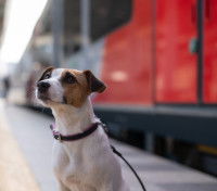 Un Jack Russell qui attend sur le quai d'une gare, avec un train en arrière-plan