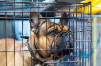 Un Bouledogue Français dans une cage de transport