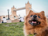 Un chien devant le Tower Bridge à Londres (Royaume-Uni)