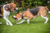 Deux chiens se disputant dans le jardin