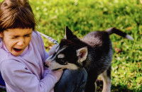 Jeune chien mordant un enfant