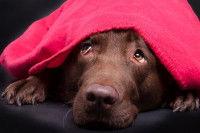Chien brun qui se cache sous une couverture rouge