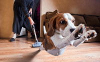 Chien qui bondit à l'approche d'un aspirateur