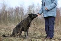Chien qui renifle la main de son maître